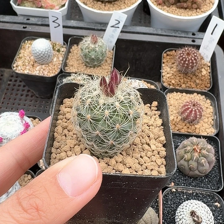 碎*念白虎娇丽仙人球1234