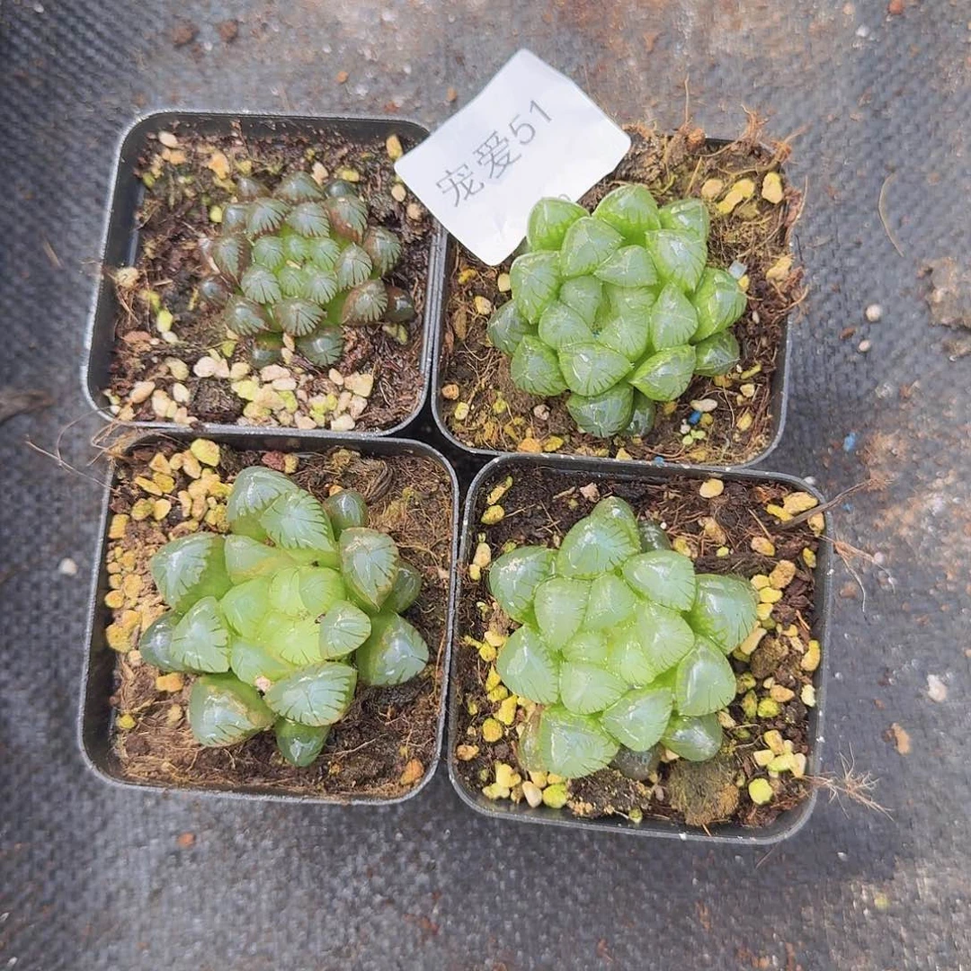 一物一拍带盆土51