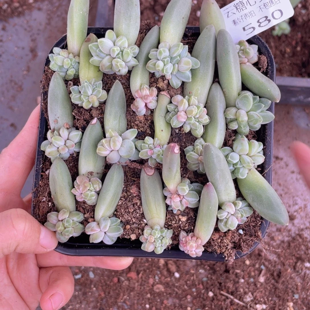 云糖心多肉植物580