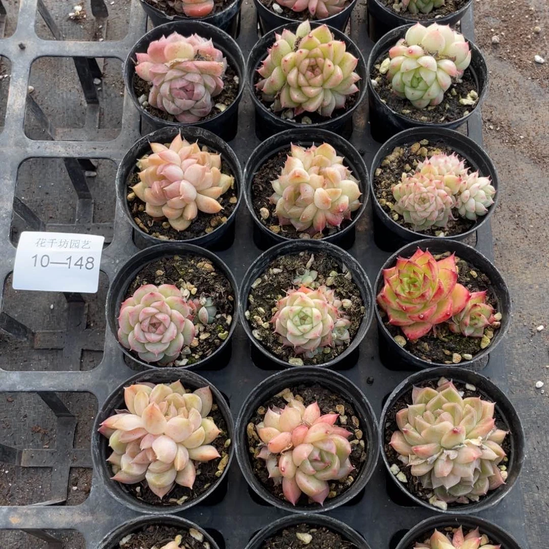 一物一拍18颗10-148