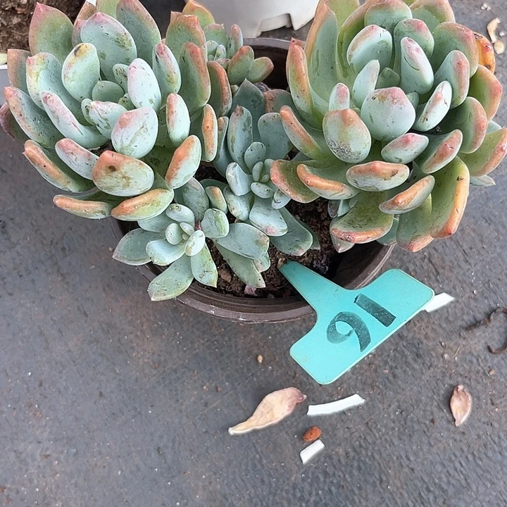 晨语多肉，一物一拍灰姑凉16