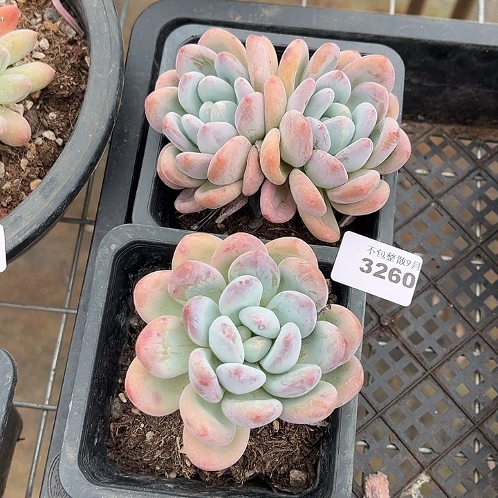 阿雅园艺。         3260香水两颗