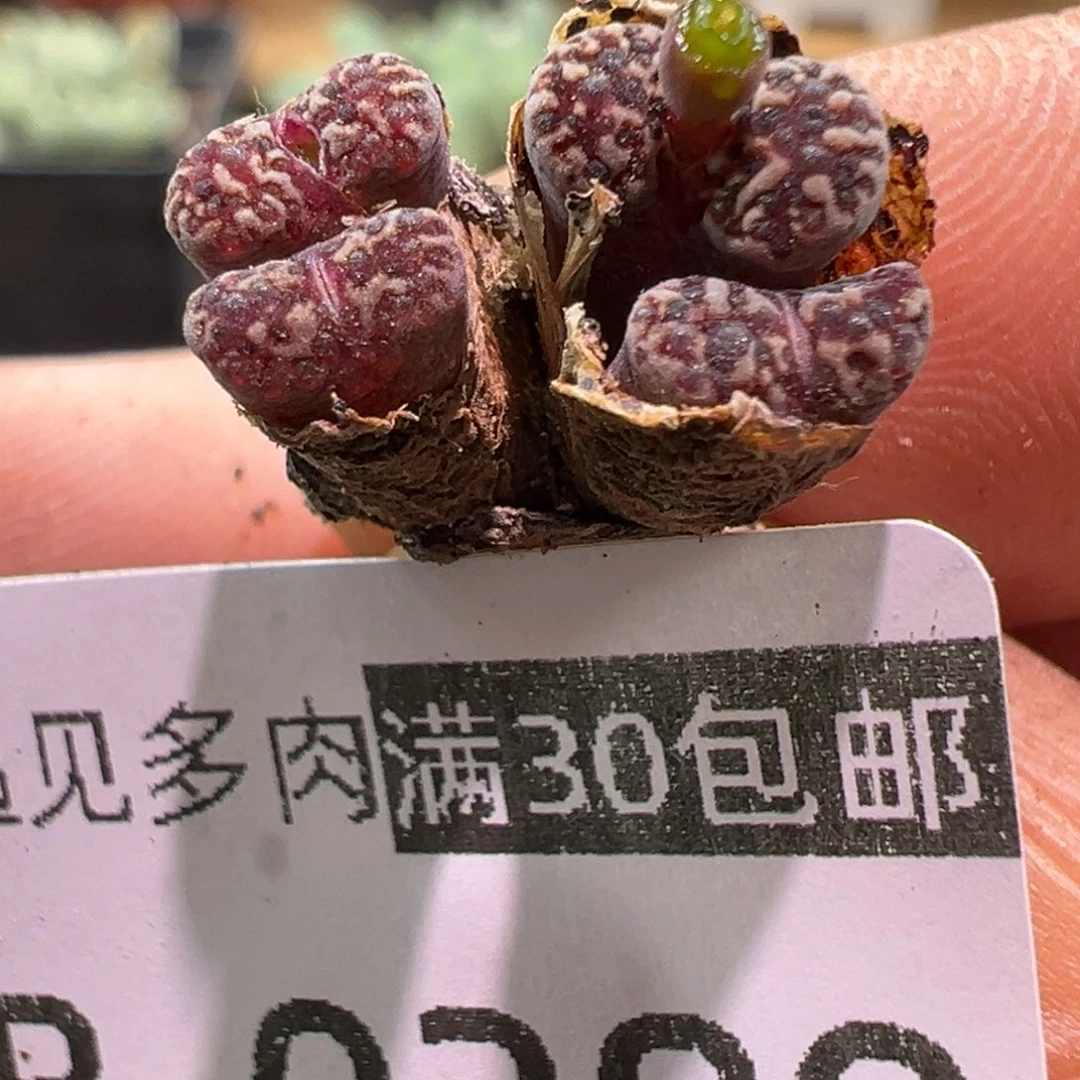 389 多肉植物111111111111