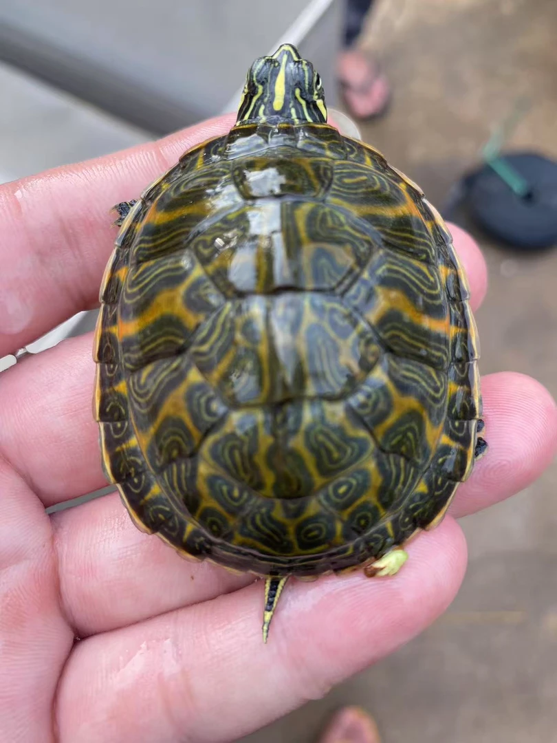 火焰西锦地图中华草龟连接