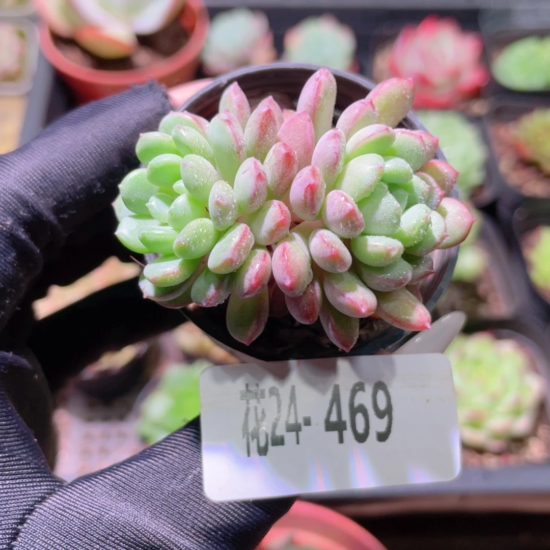 花利美24-469珍珠豆
