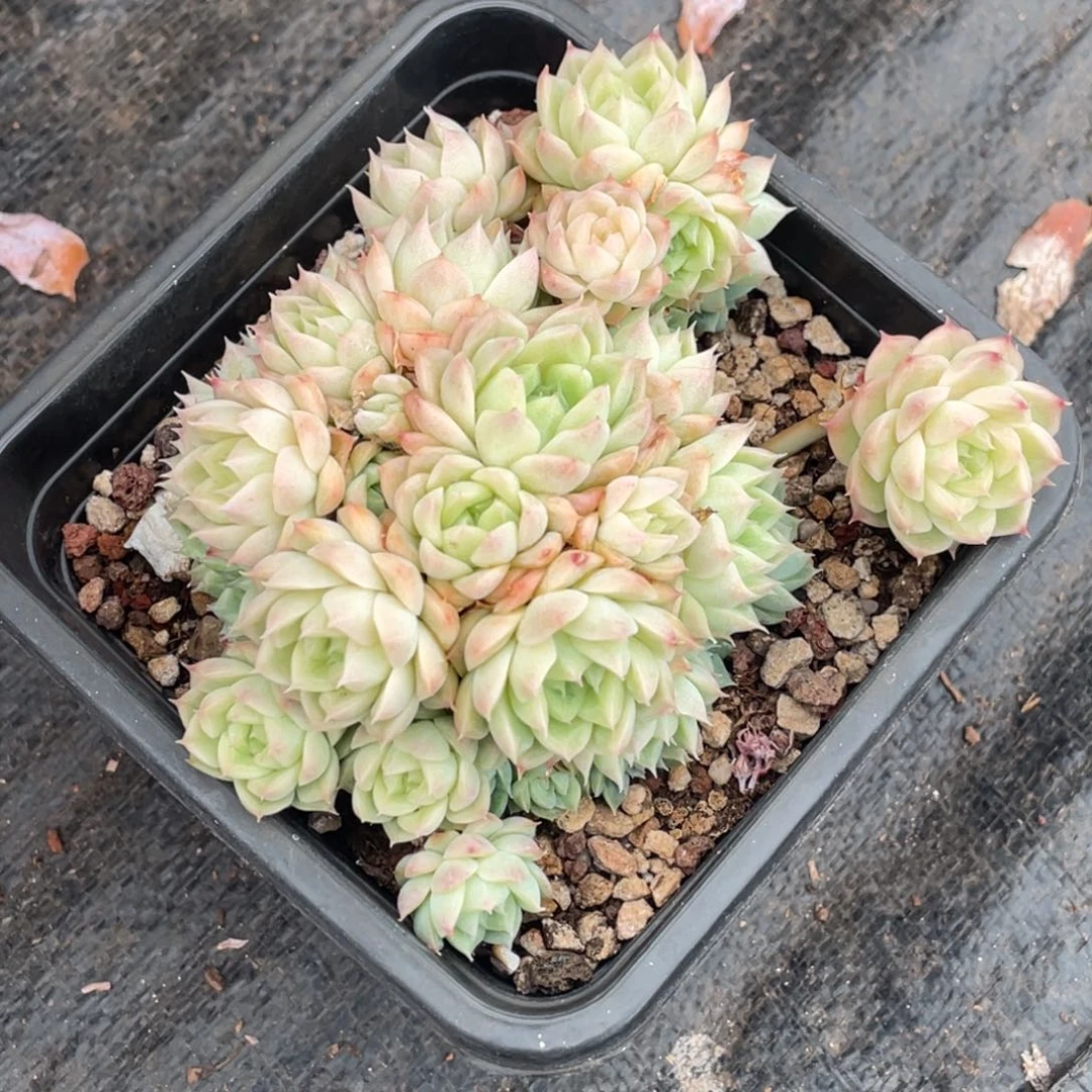 小脸麦秆12公分以上