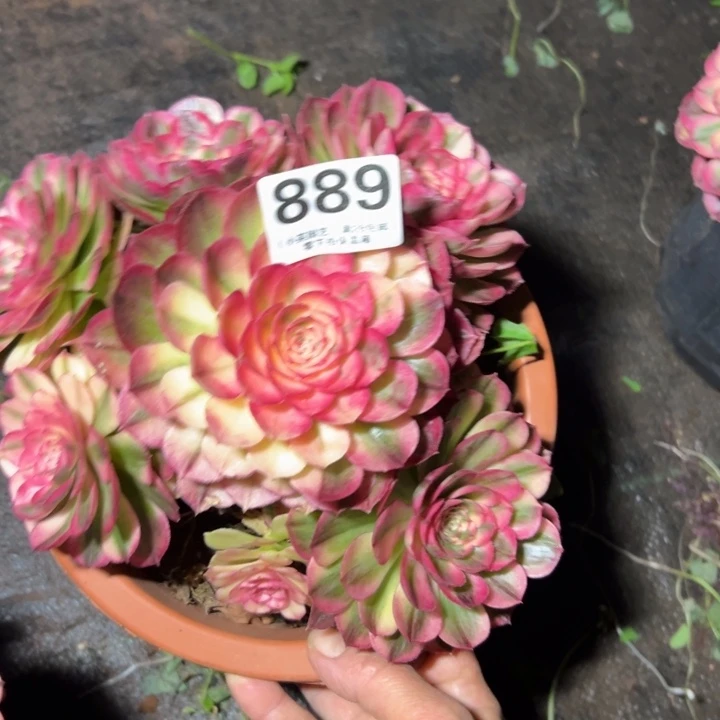 889多肉植物海神