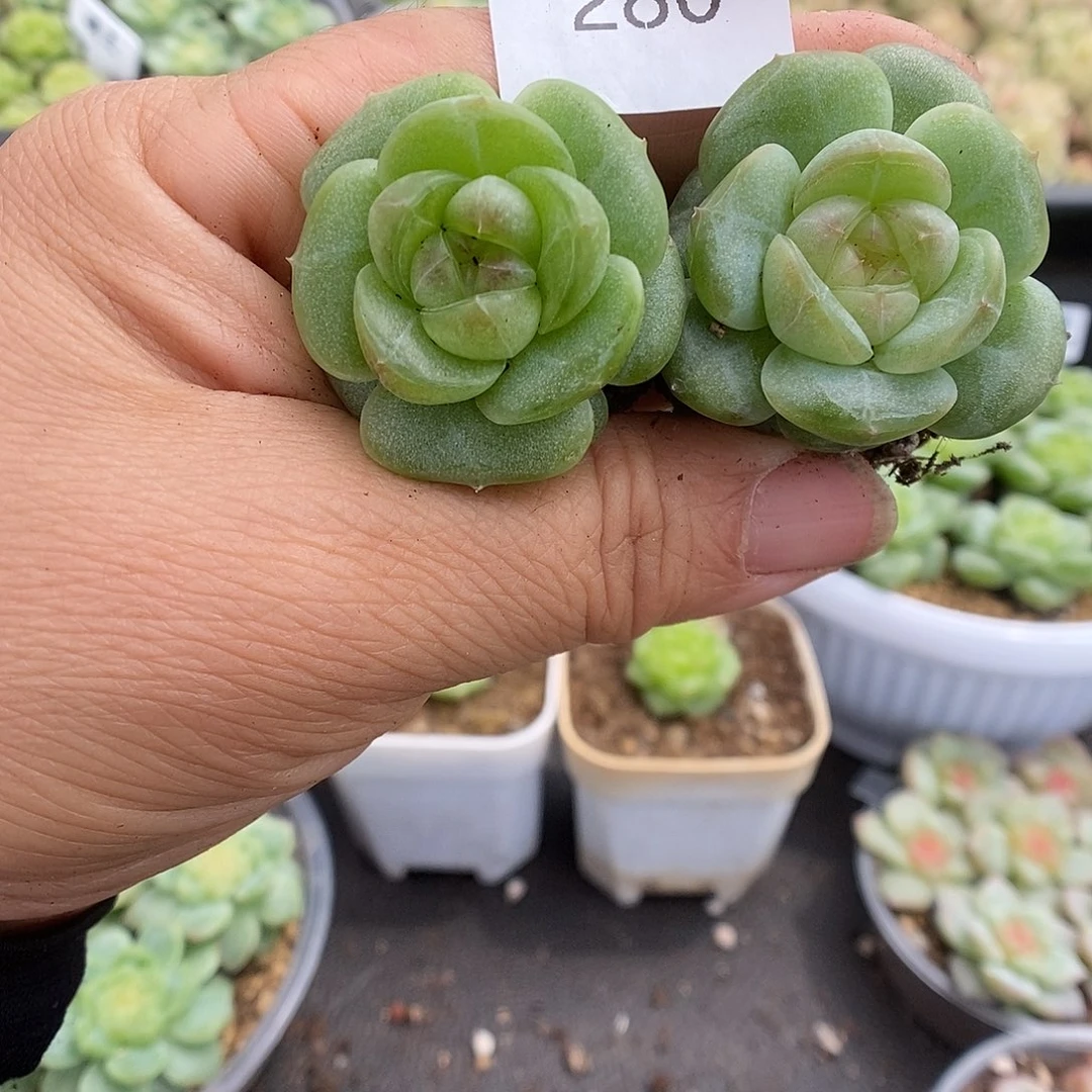 一物一拍一物一拍911-280