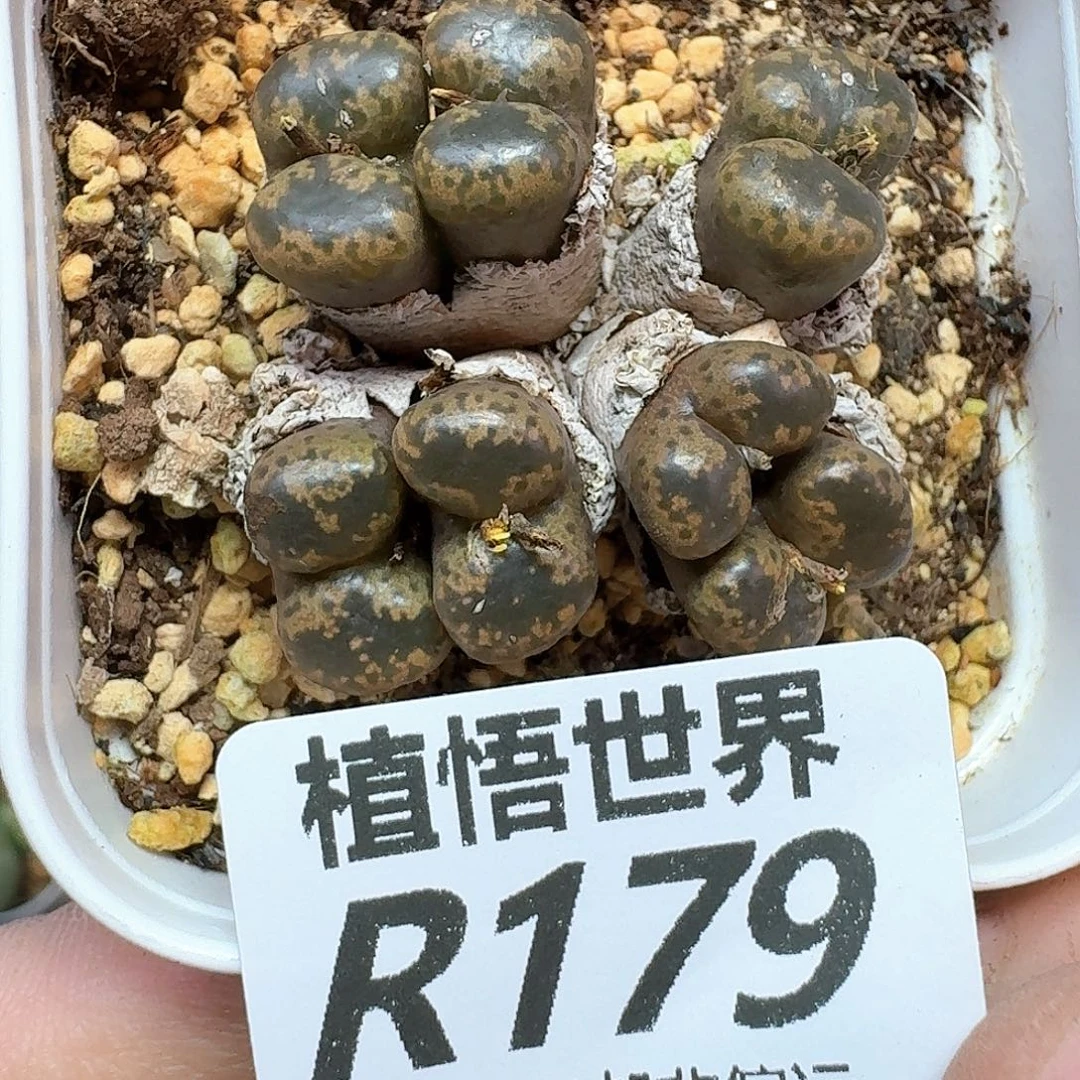 多肉植物多肉植物