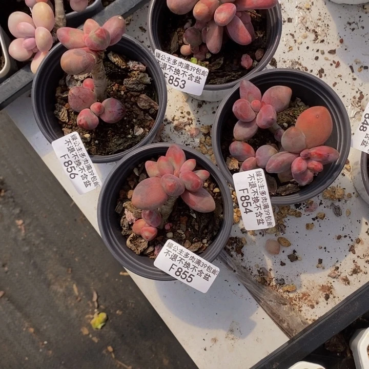 *️****糖果美人老桩特价4棵多肉植物