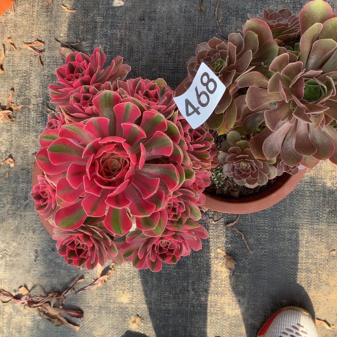 粉女巫和红秀组合