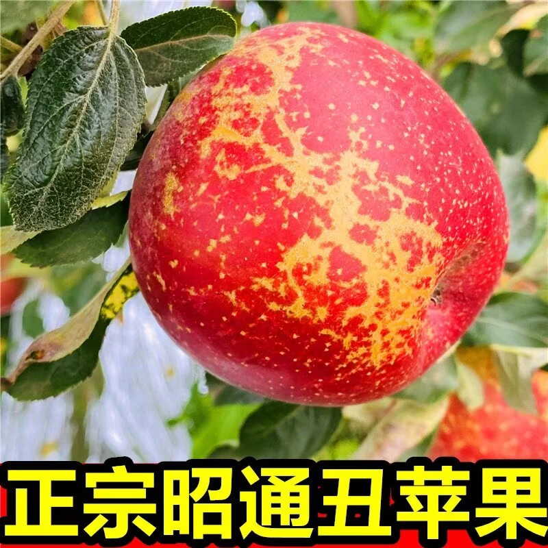 正宗昭通冰糖心丑苹果2025新鲜当季现摘现发糖心苹果脆甜多汁水果