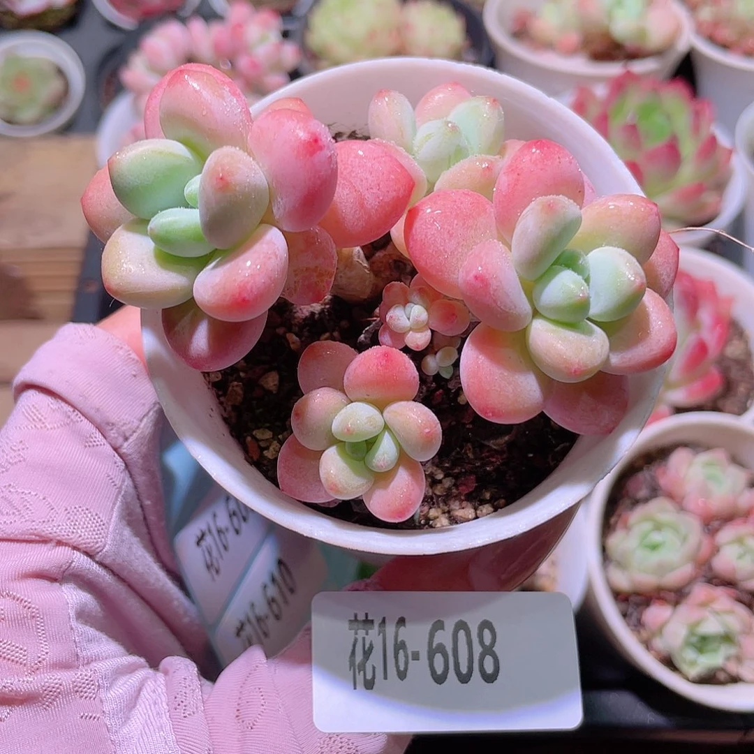 花利美16-608洛神