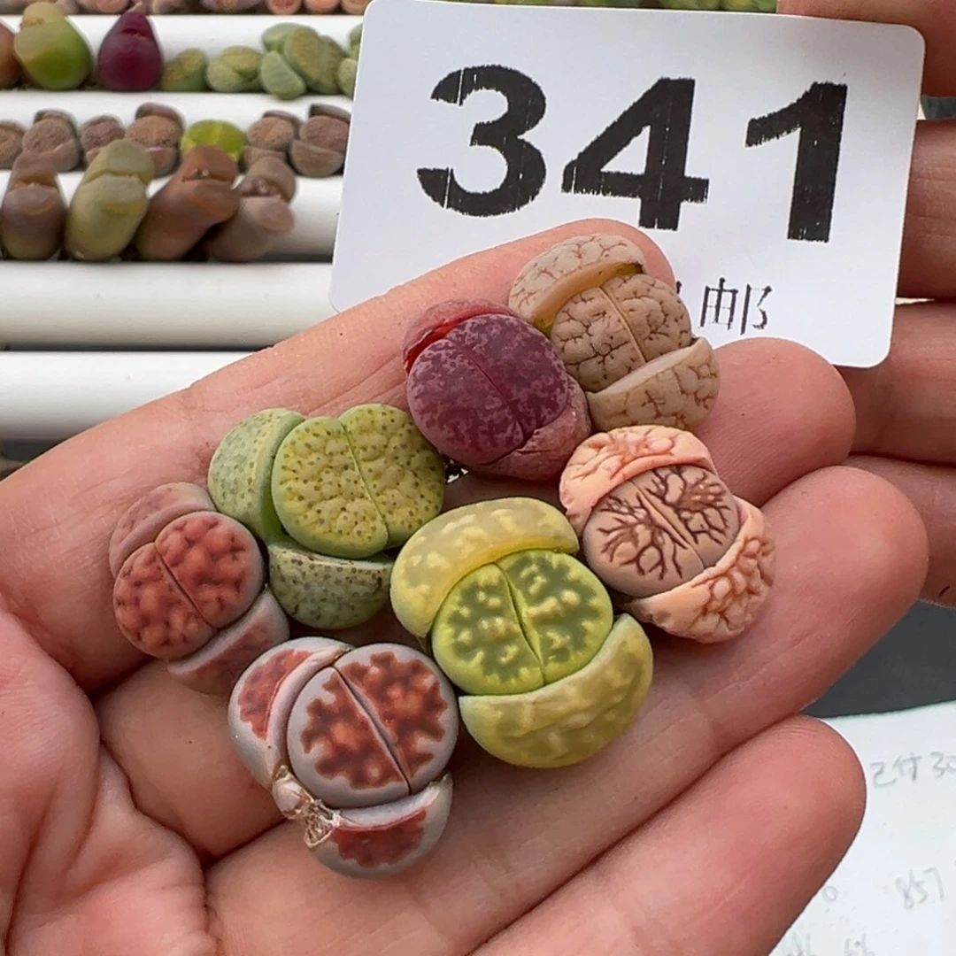 3.7好看的多肉脱土发货341