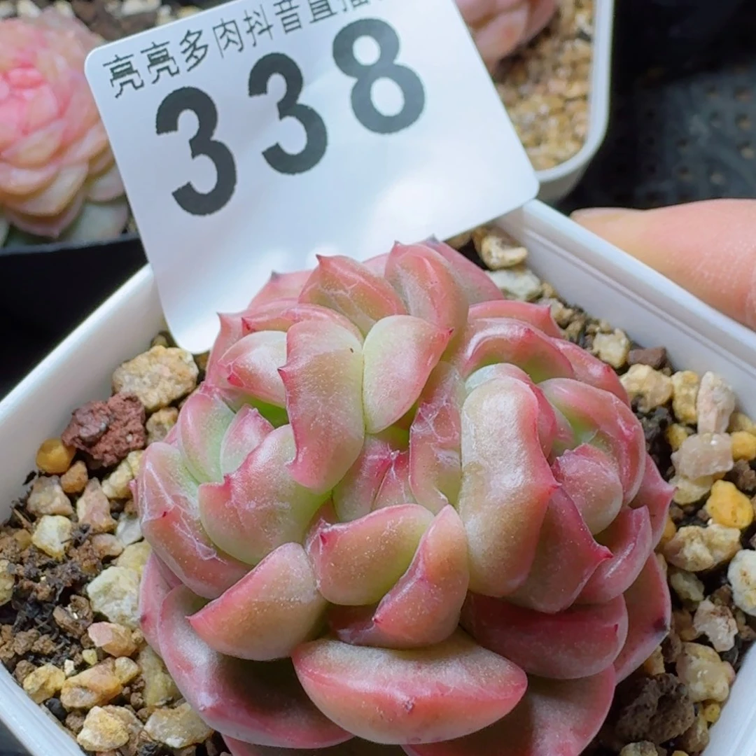 孤品珍妮         多肉植物