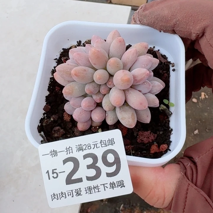 婴儿手指无盆土发货多肉多