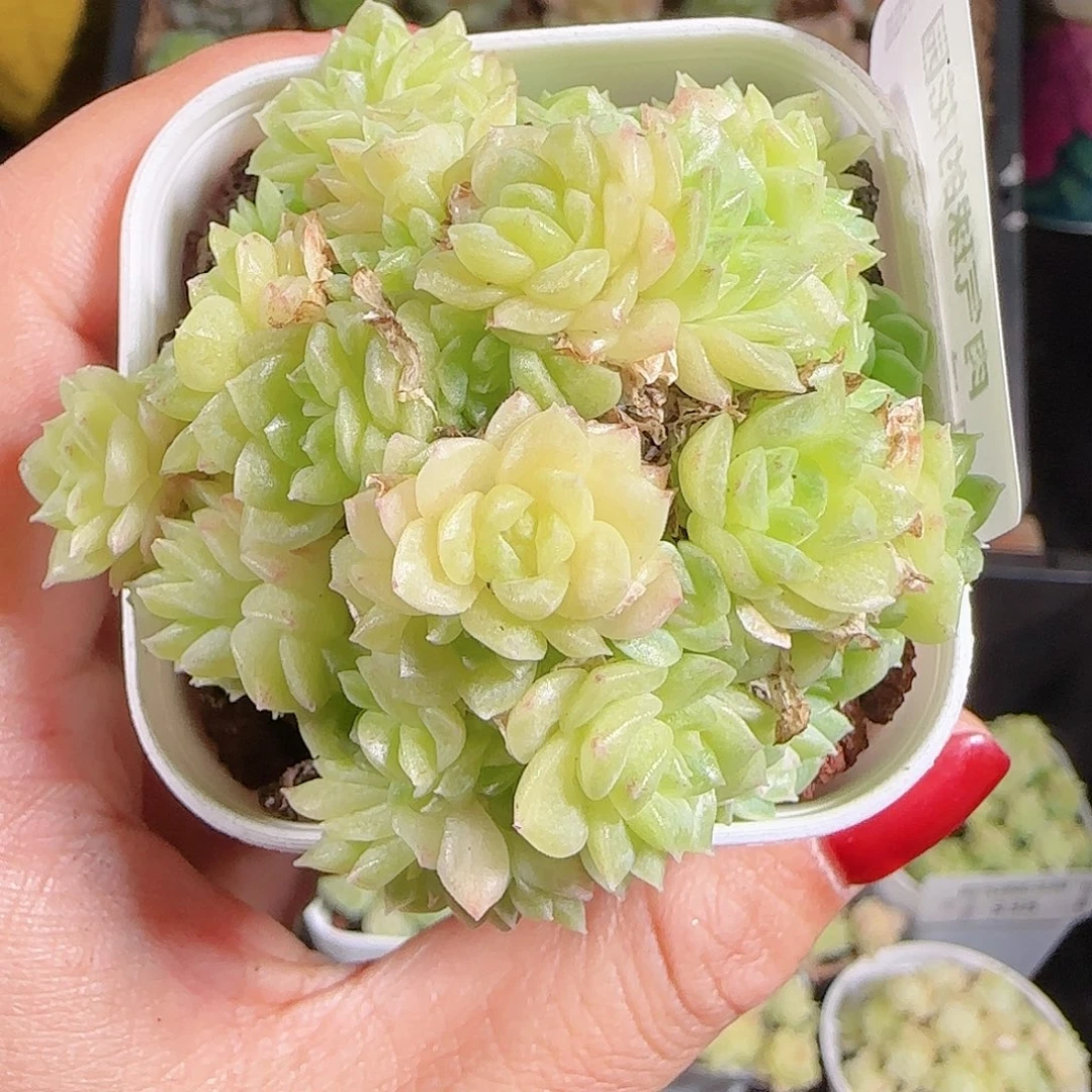 1026-344麦秆优选不包整