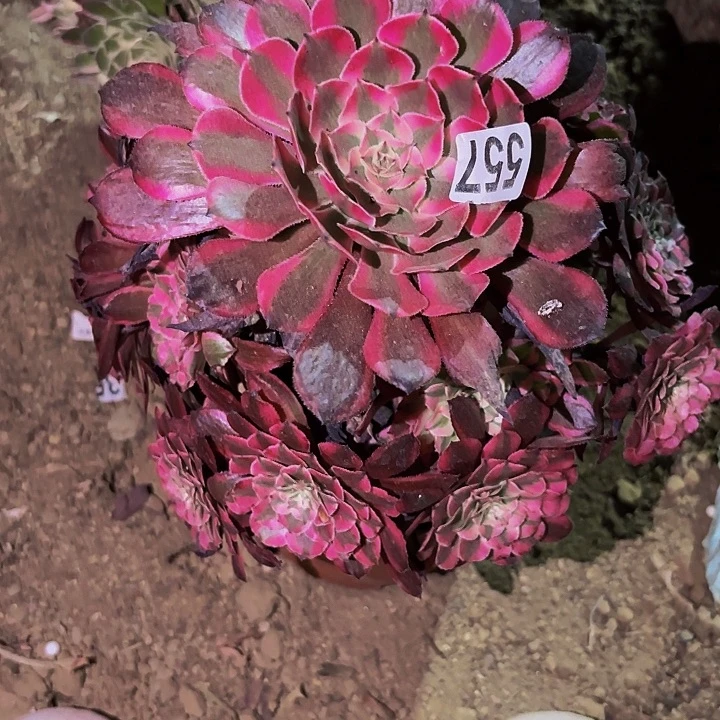 557粉墨多肉植物不售后