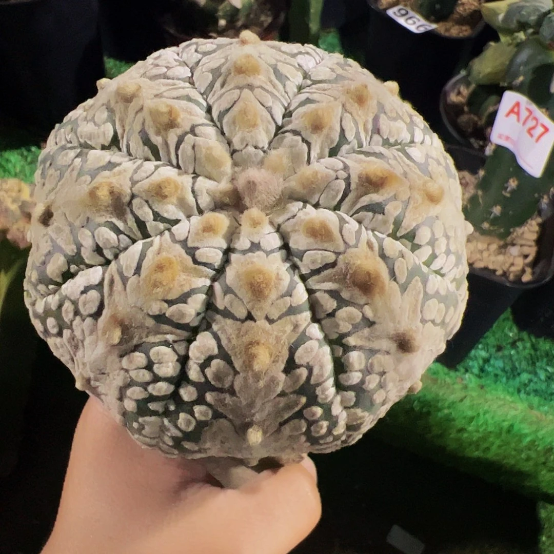 无花朵三角盾v兜591