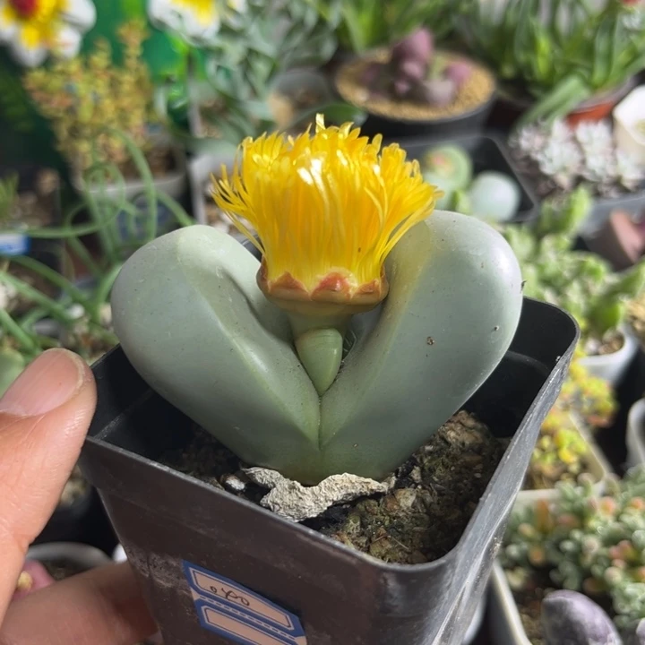 040 大金铃多肉植物