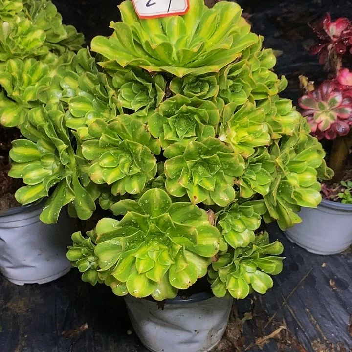 昵***昵翡翠琉璃老桩捧花29号