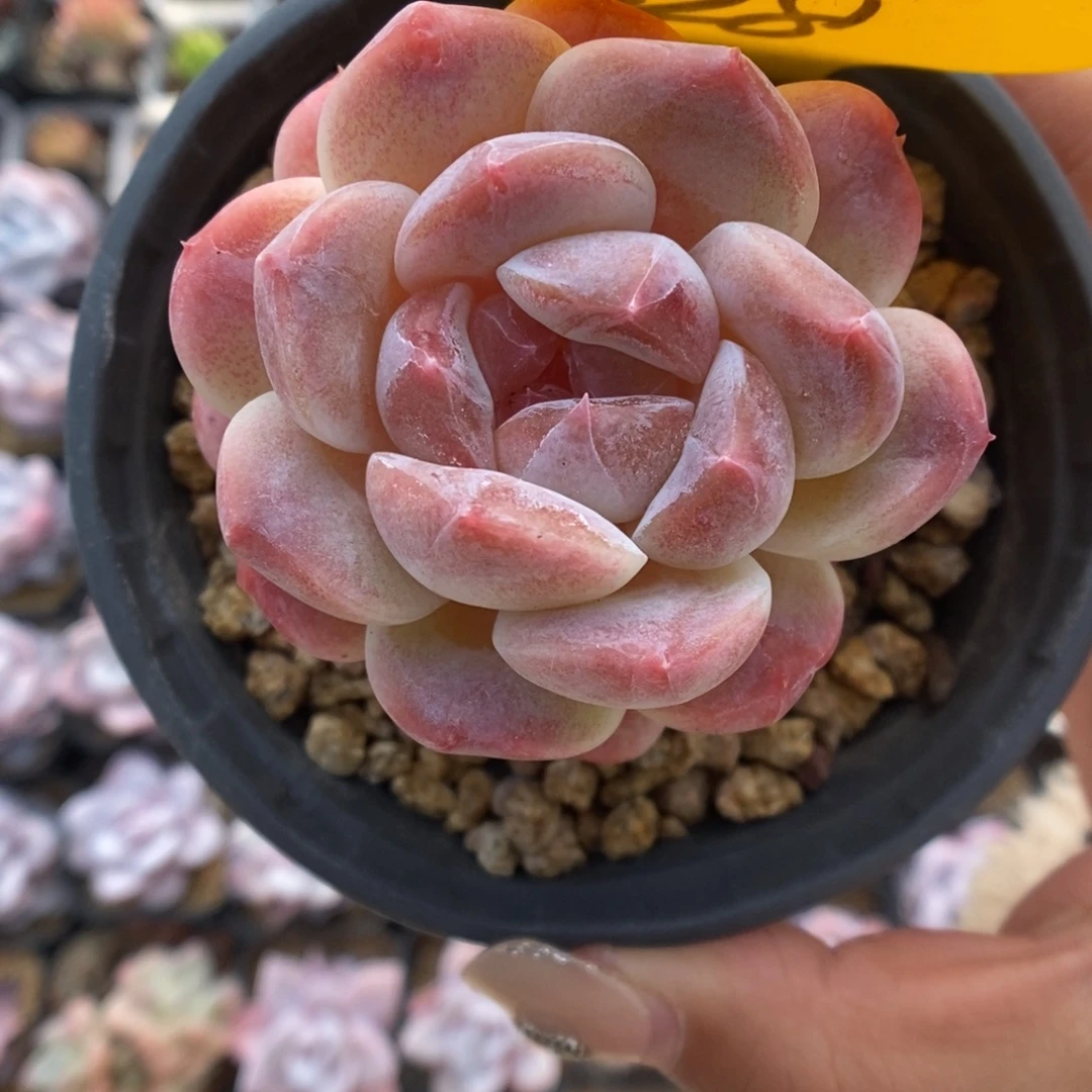 我***去冰魄328号。