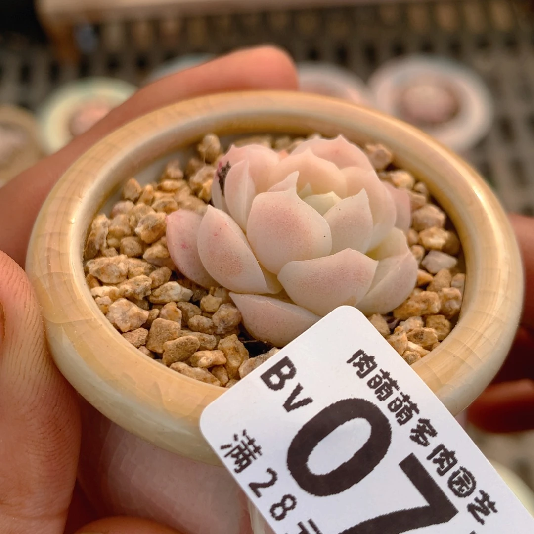 P肉萌萌5cm拇指盆精控多肉BV075
