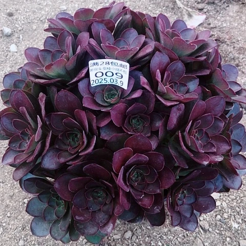 3.9-9魅金多肉植物