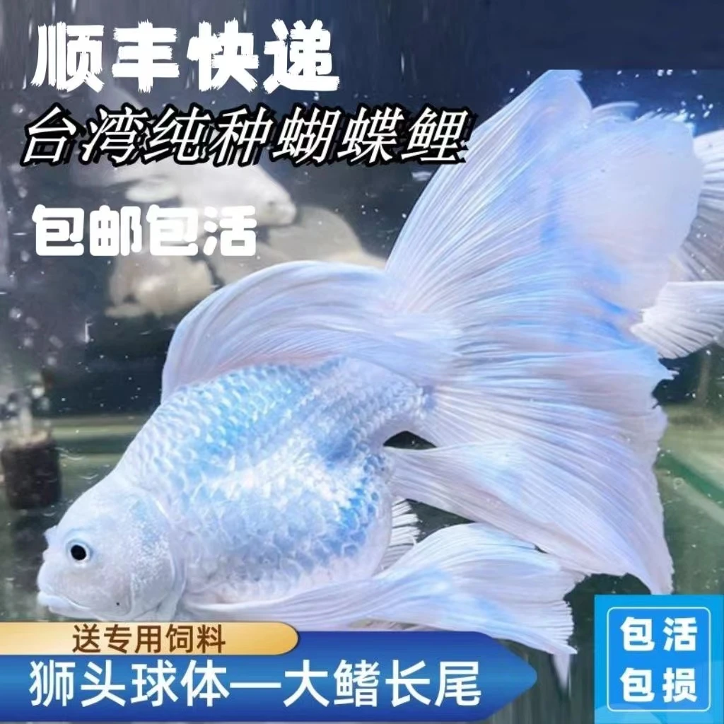 蝴蝶鲤鱼短球精品台系纯种贵妃体白色观赏鱼养殖饲养活体发货养殖