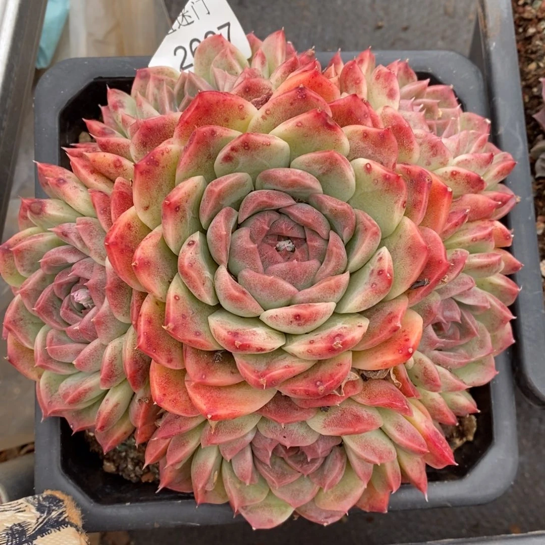 -****_杂交精品多肉2667