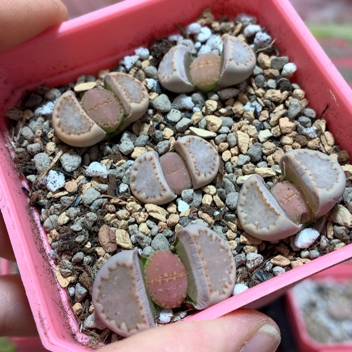 安****7042c171粉饼干五颗服盆发