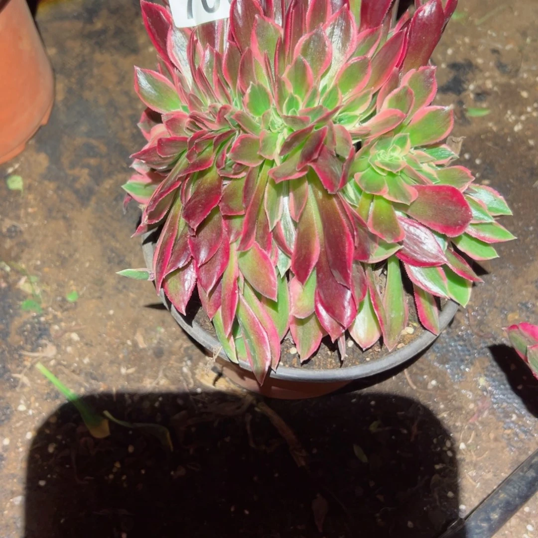 703 号多肉植物法师新年福利花妖