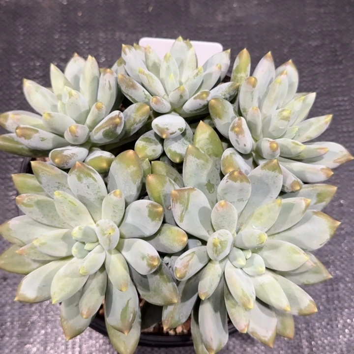 多肉植物哥特萝莉
