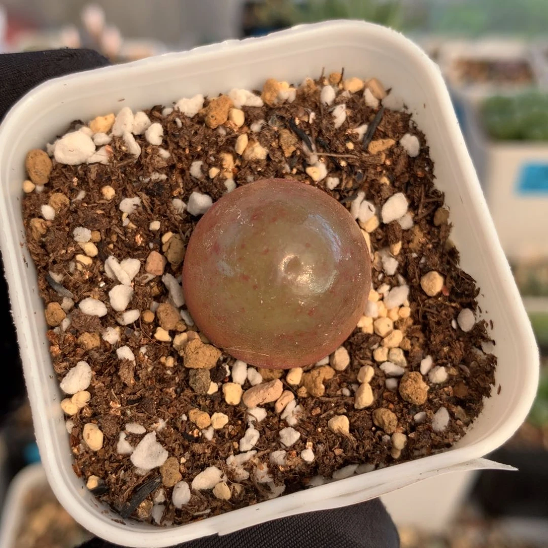 490灯泡母本一颗