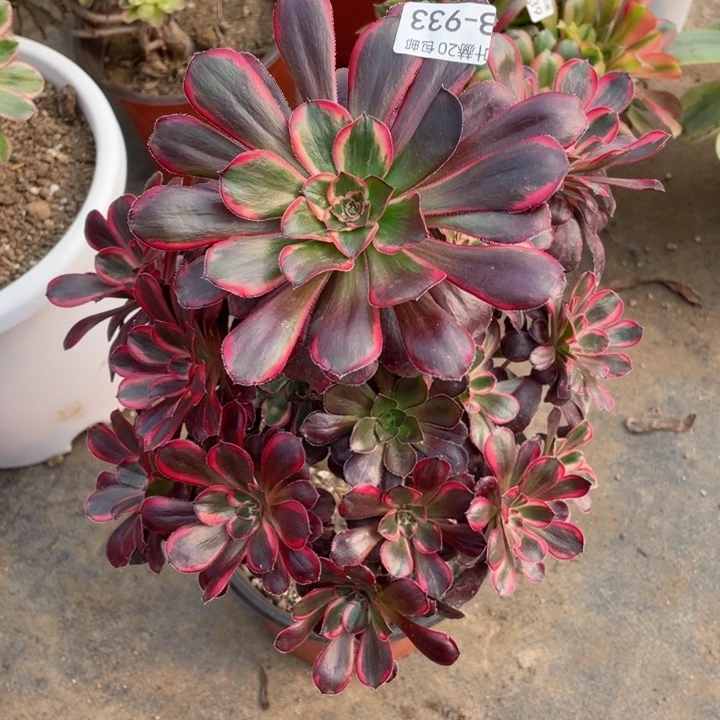 933丽娜多肉123457