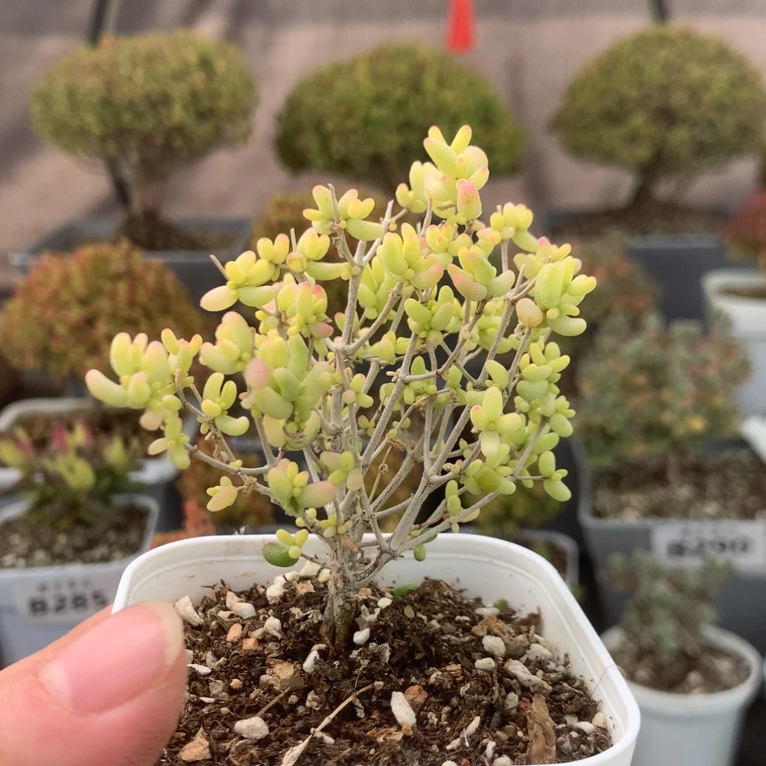 308米粒锦。