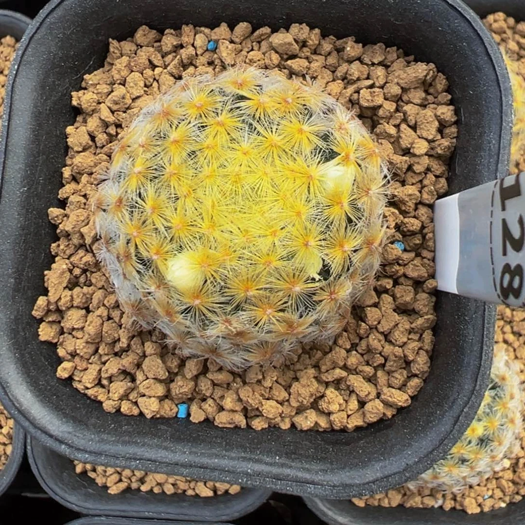 128实生根原始黄明星多肉植物带盆土