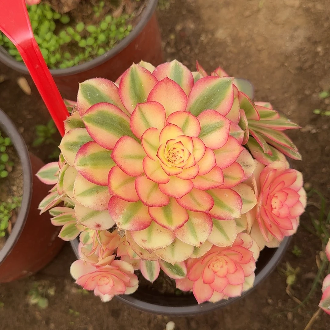 4538荔枝多肉法师铭文