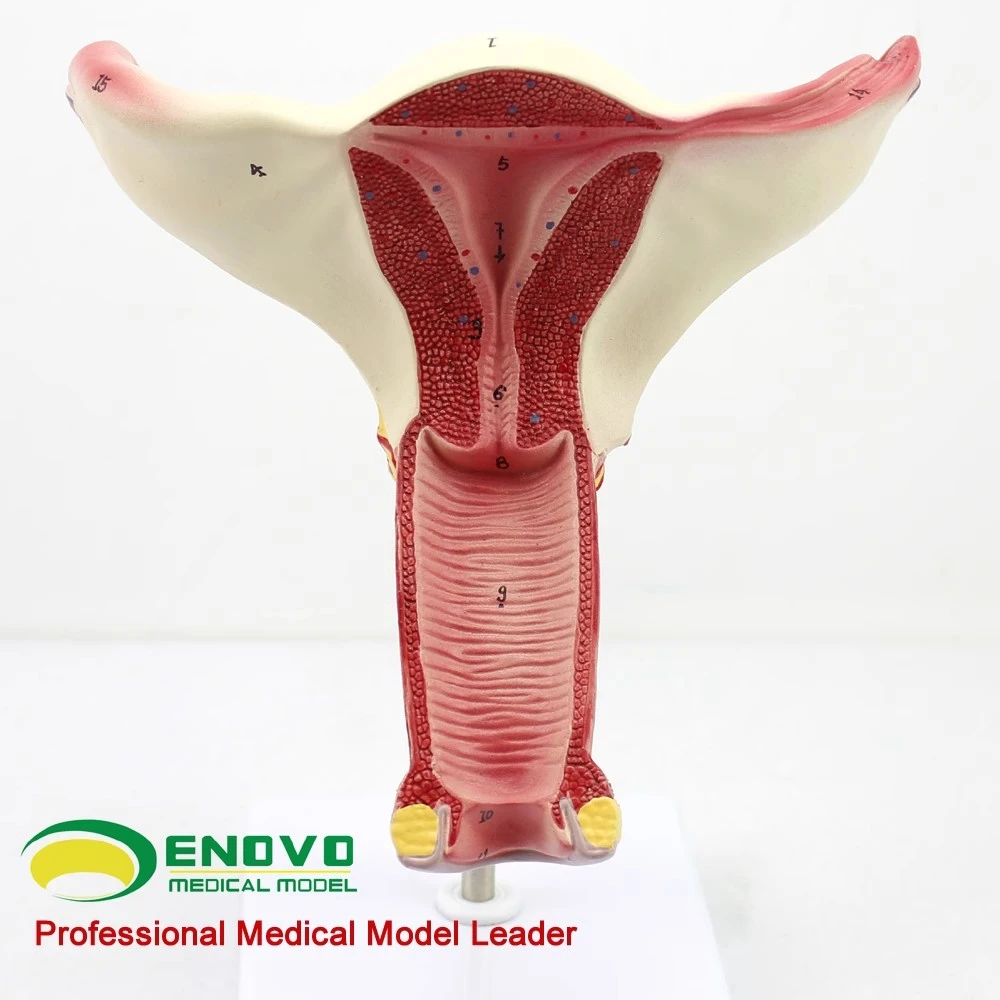 ENOVO颐诺女性子宫模型 卵巢输卵管模型女性生殖系统解剖妇科