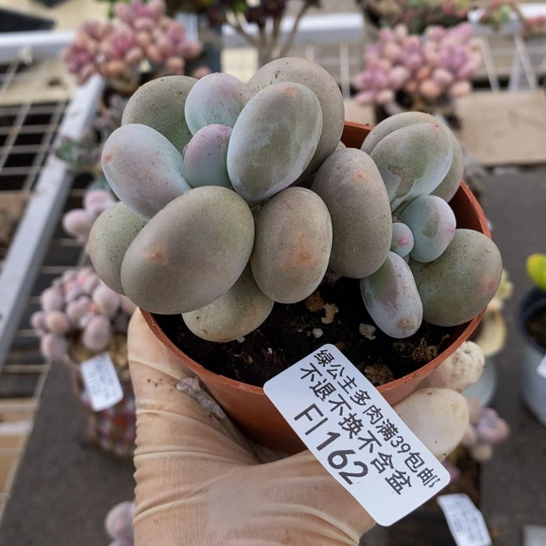 大叶奶酪162/9c m