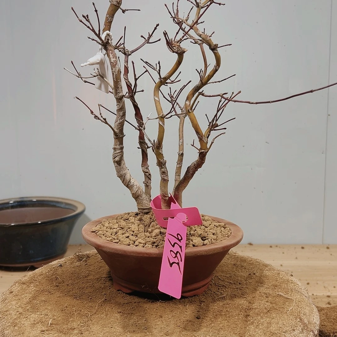 盆景红花一号长寿梅9585风树霸****人