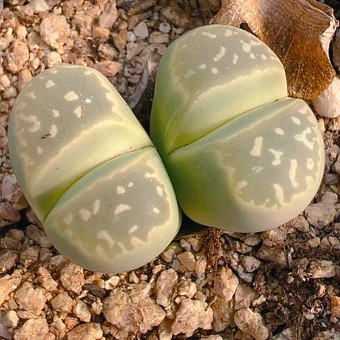 【闪购商品】25781