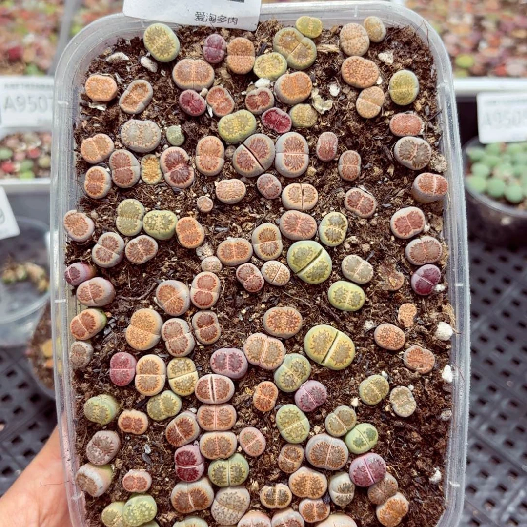 9512–—零下地区需拍保温箱