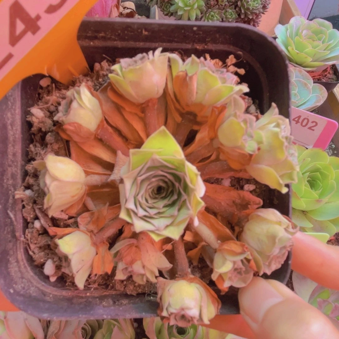 243山地玫瑰绿色