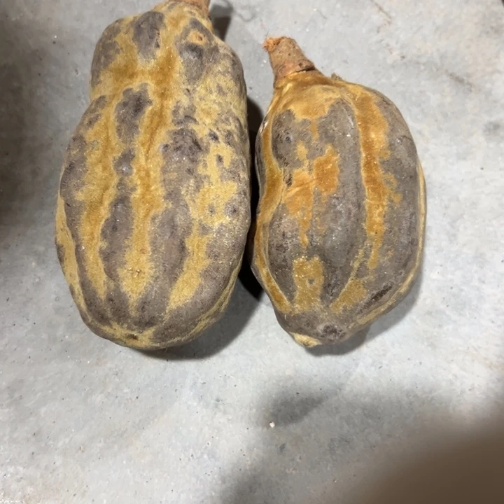 老***羊外贸孤品，默认瑕疵