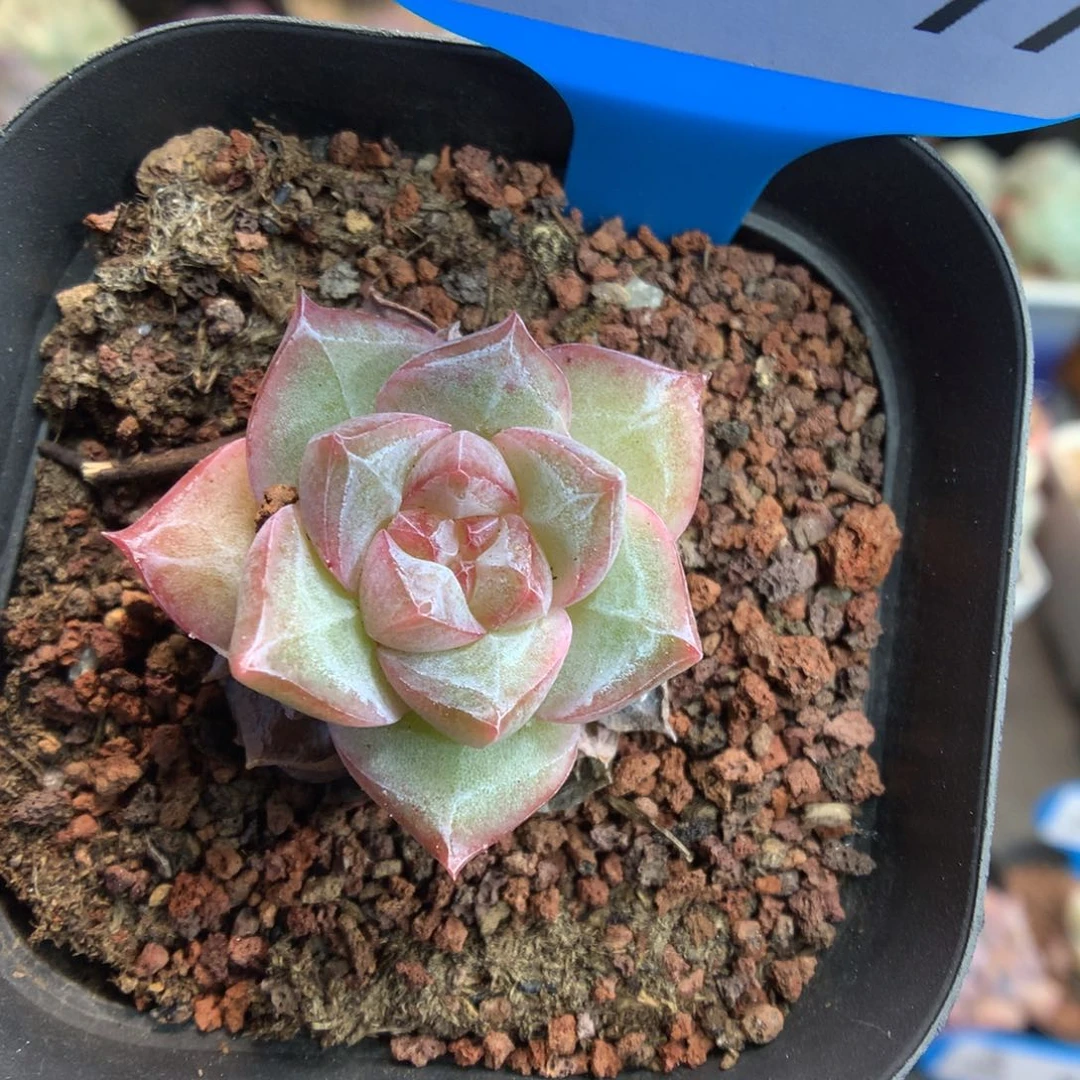 77粉钻多肉植物一物一拍