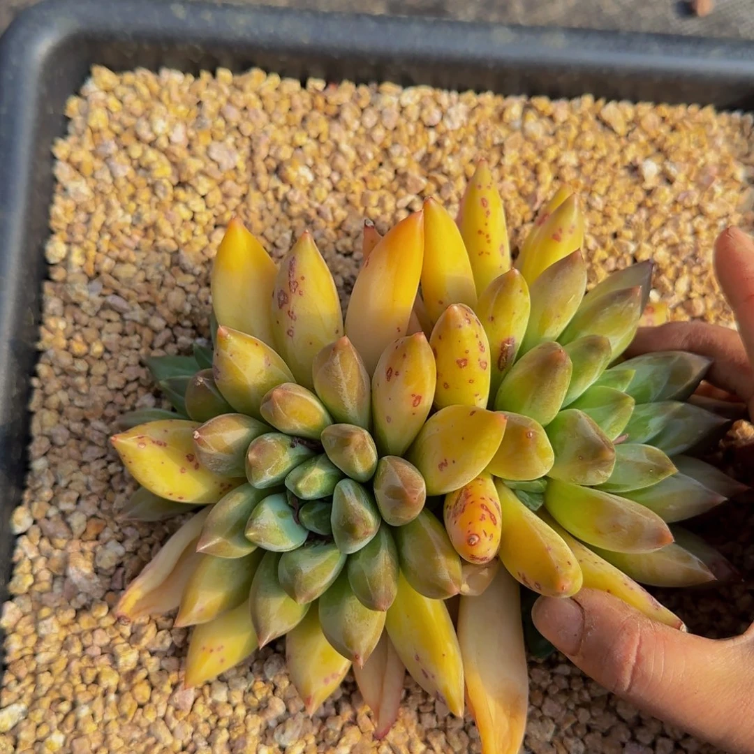 无花朵滨*-咯咯哦哦哦哦哦哦哦哦了