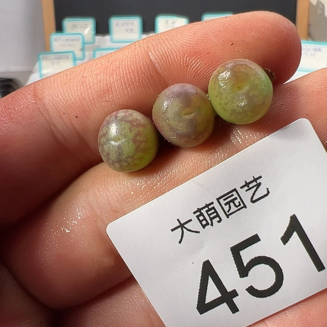 0000451 一物一拍……