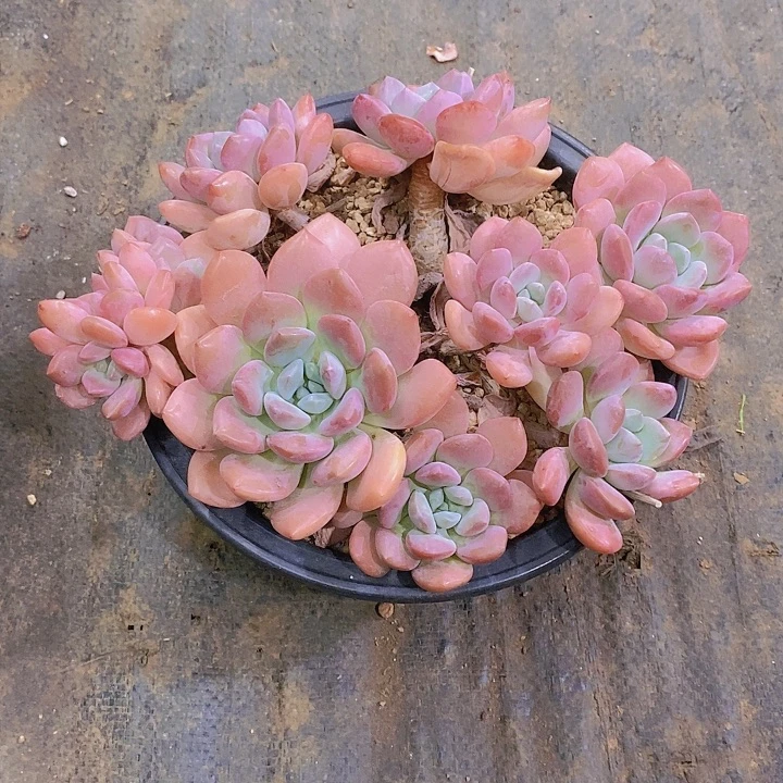 小****小白鹭多肉植物群