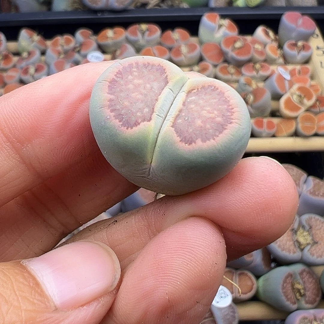 1462绿体菊福利炸